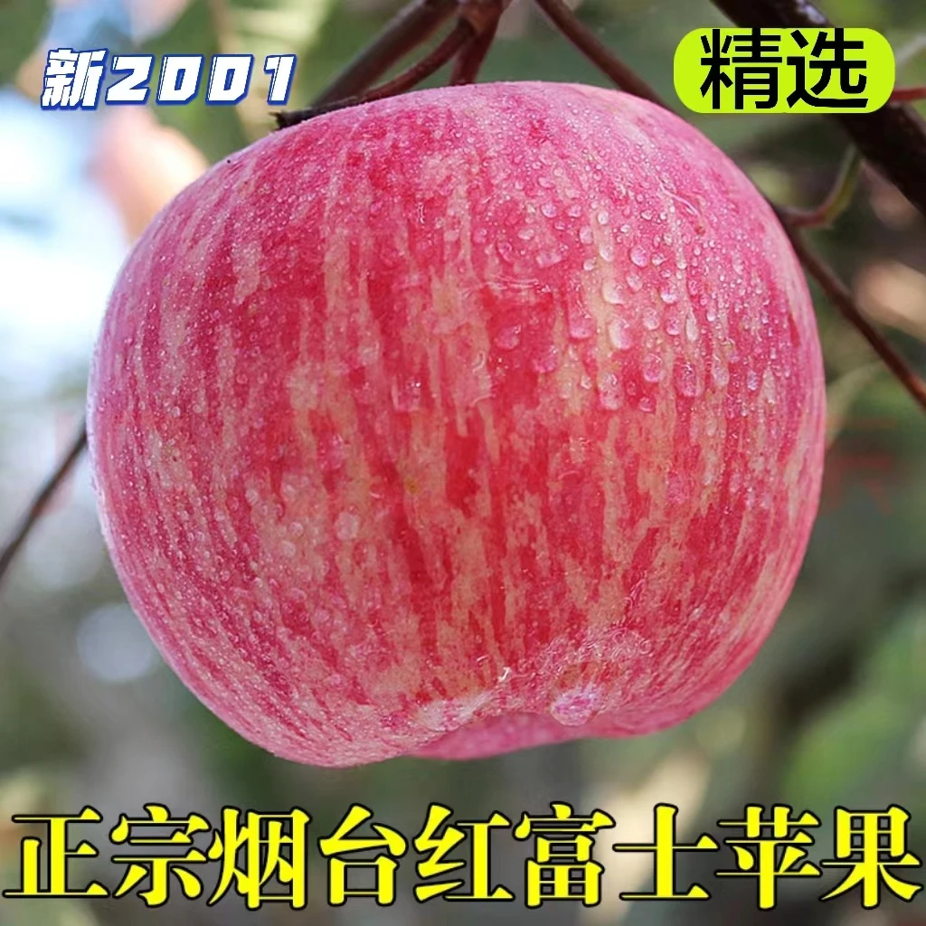 【今日优惠】正宗烟台栖霞红富士苹果条纹2/5/10斤现摘现发脆甜爽口