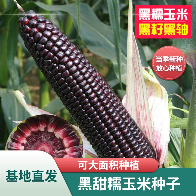 黑甜糯玉米种子水果玉米种子黑玉米种子甜玉米种植春季播种蔬菜