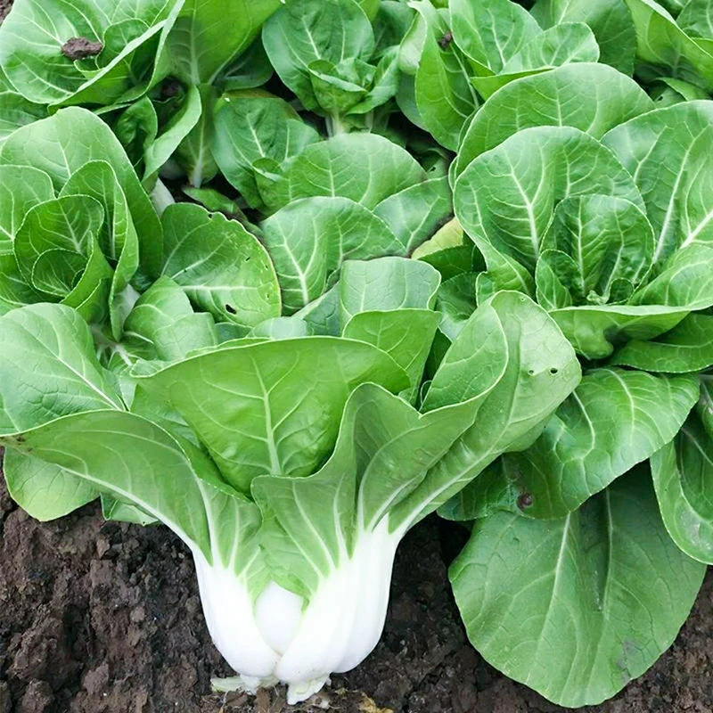 【新矮脚黄奶油白菜种子】四季矮脚白菜种籽盆栽阳台种菜蔬菜种子