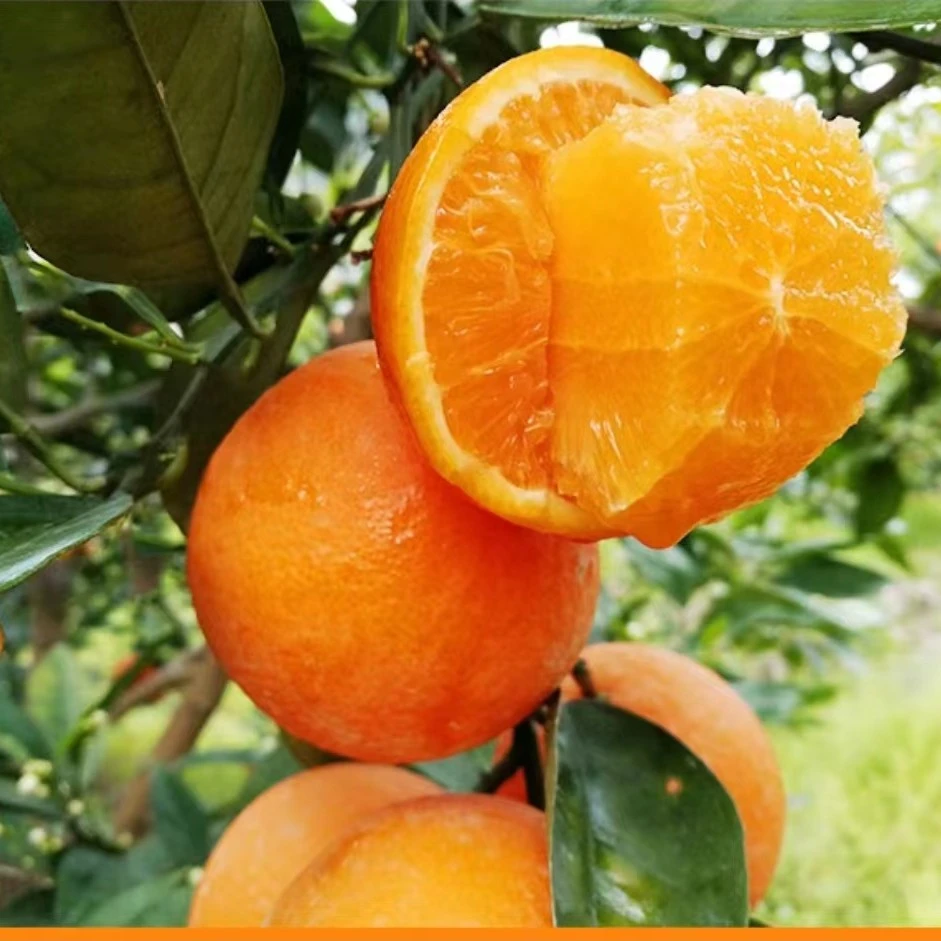 【福利】广西新鲜夏橙1斤小果鲜果采摘发货