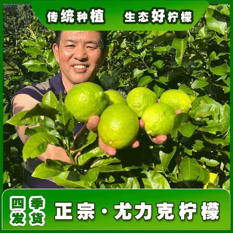 云南青柠檬现摘薄皮青柠正宗尤力克柠檬新鲜多汁