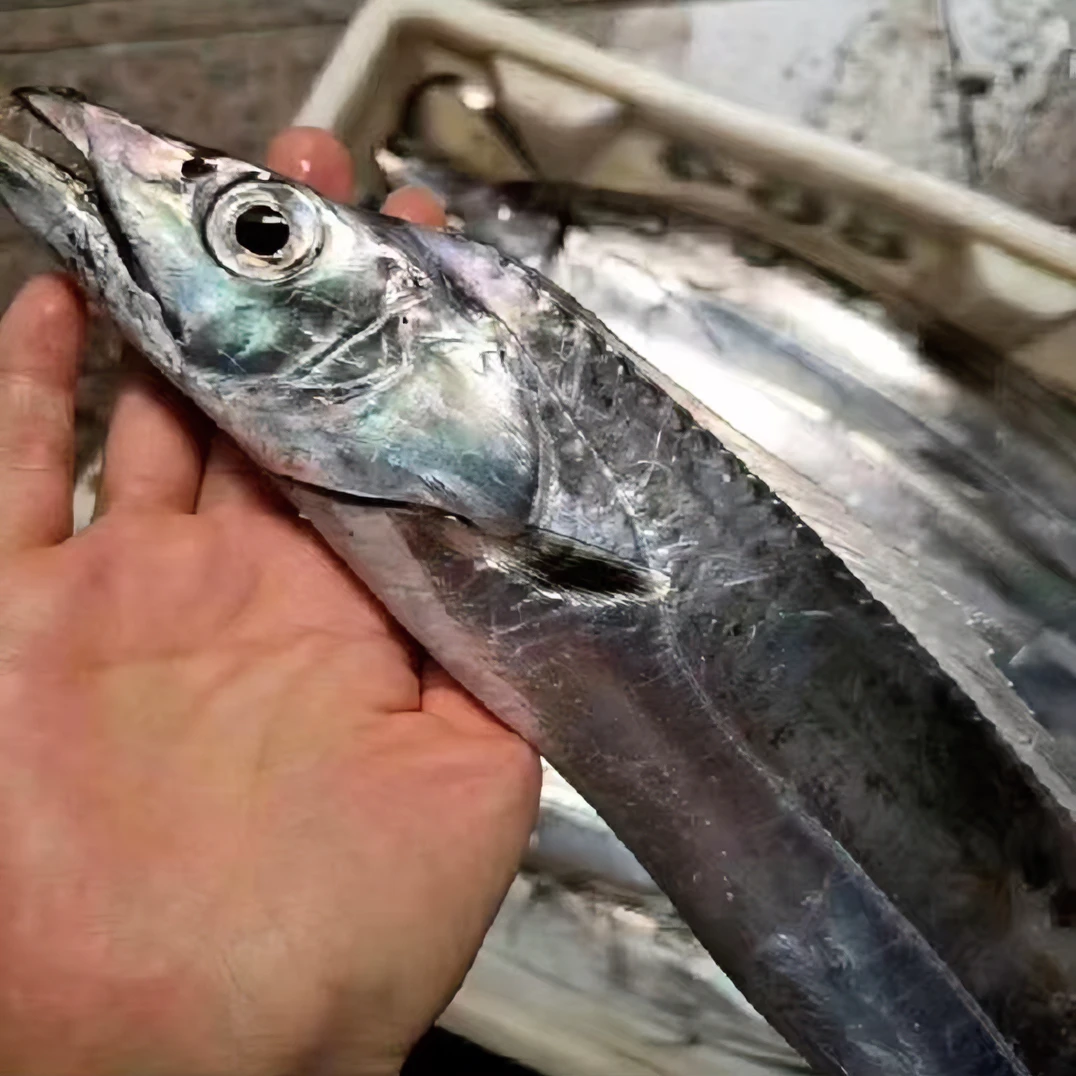 青岛本地新鲜小眼带鱼     顺丰发货