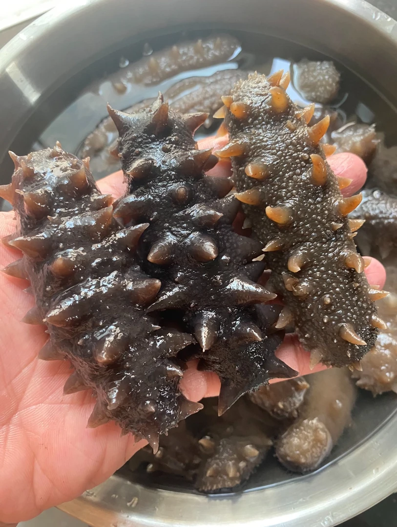 【口感特好】大连发货即食海参底播辽刺参营养