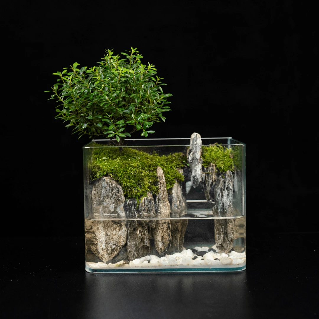 【洞天】小叶赤楠成品创意绿植景观尺寸18*12*14cm