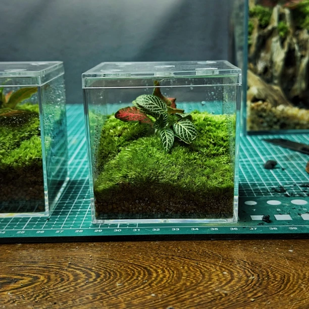 【限量浮力】苔藓微景观室内自然景观轻奢摆件创意生态瓶