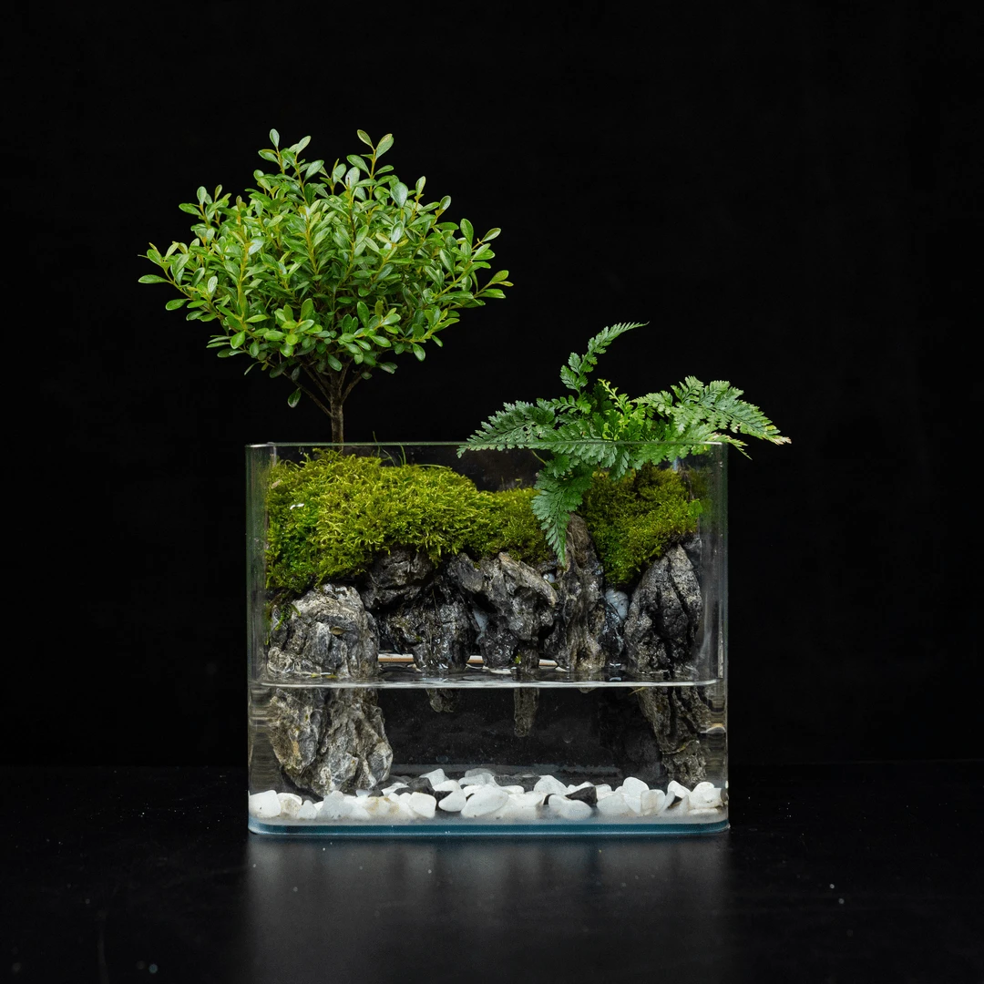 【云台山上】小叶赤楠彩虹蕨桌面绿植景观尺寸20*14*16cm