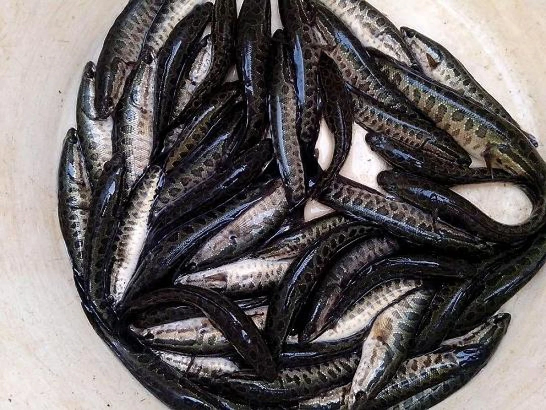 优质黑鱼 快大种活体乌鱼 生鱼 财鱼 乌鳢鱼 淡水鱼