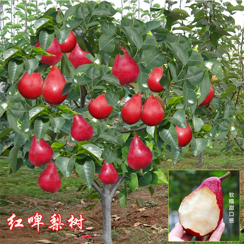 梨树苗嫁接红梨苗新品种红啤梨树苗盆栽地栽南北方种植当年结果