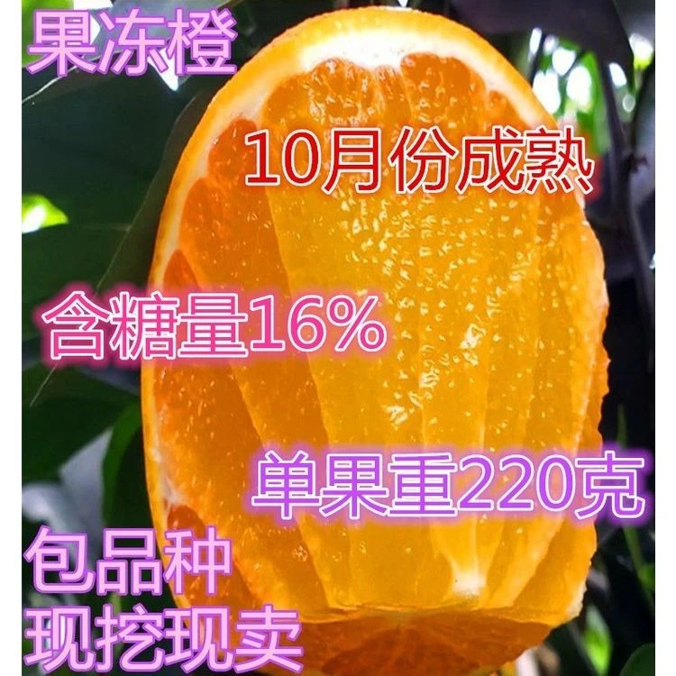 果冻橙子树苗 嫁接橙子树苗 南北方种植 盆栽地栽当年结果 果树苗
