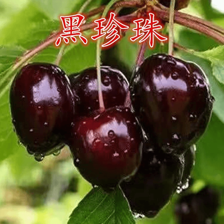 树苗美国黑珍珠樱桃树苗嫁接树苗南方北方四季种植