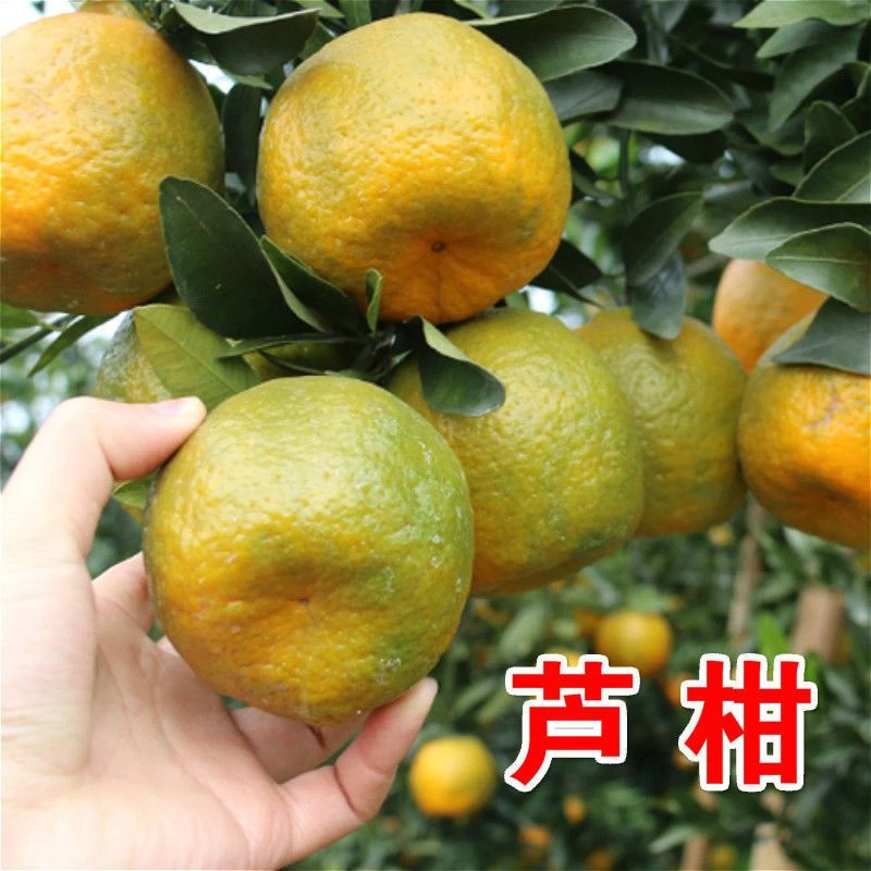 碰柑苗嫁接橘子树苗柑桔苗芦柑桔子树苗晚熟芦柑苗当年结果
