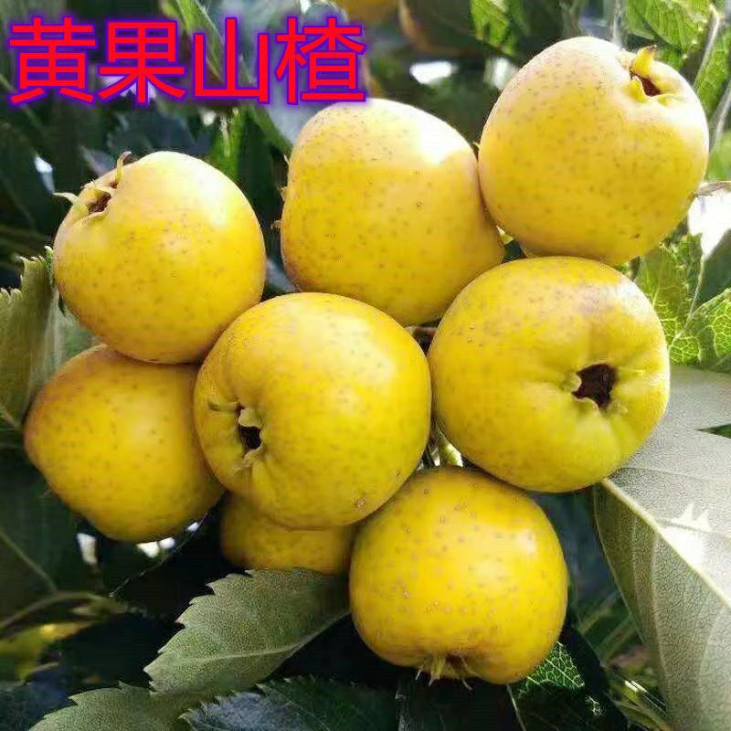 种果树苗色纯甜不酸山楂树苗水果树苗结果南北方种植