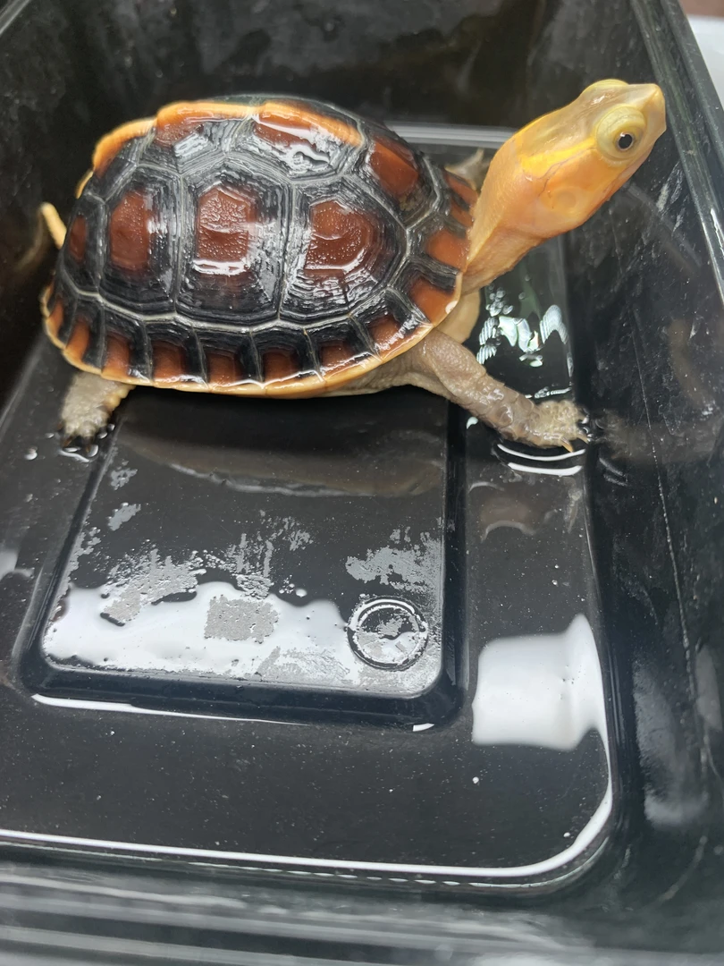 人工繁育安缘龟龟碌宠物活体