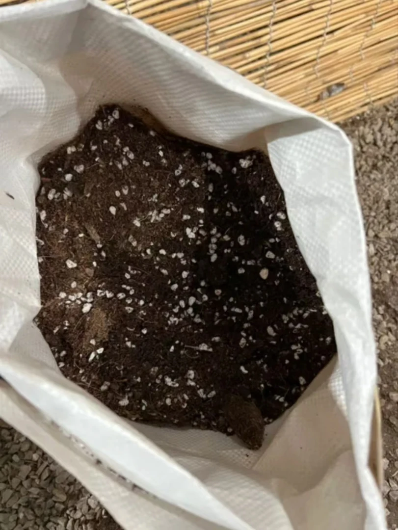 垂丝茉莉专用花土进口泥炭土配方土