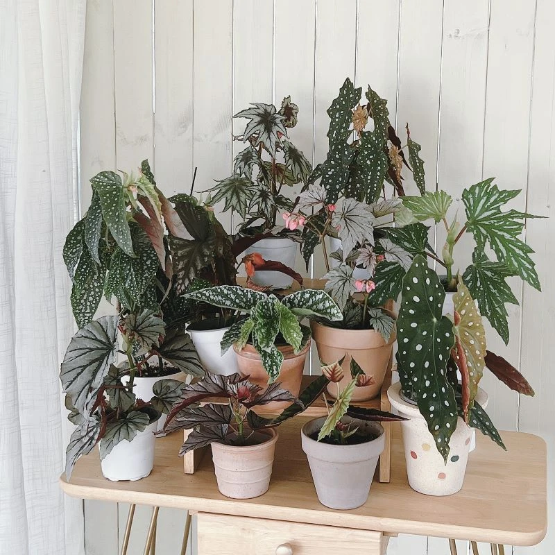 鳟鱼白冰U093观叶热带植物绿植室内客厅花园竹节类秋海棠一箱花园