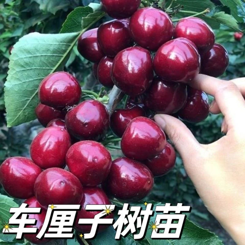 【正宗车厘子树苗】樱桃苗盆栽地栽南方北方种植阳台庭院樱桃果树苗