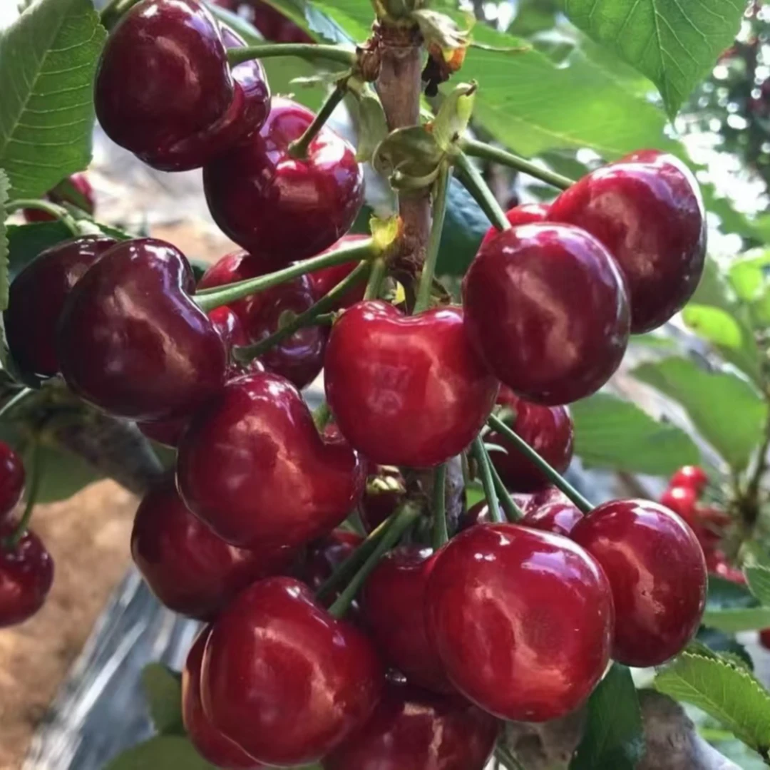 【车厘子树苗】正宗樱桃苗盆栽地栽南方北方种植阳台庭院樱桃果树苗