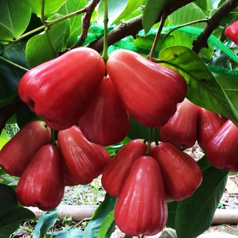 【正宗莲雾树苗 】庭院植物盆栽地栽阳台庭院四季种植 果树苗