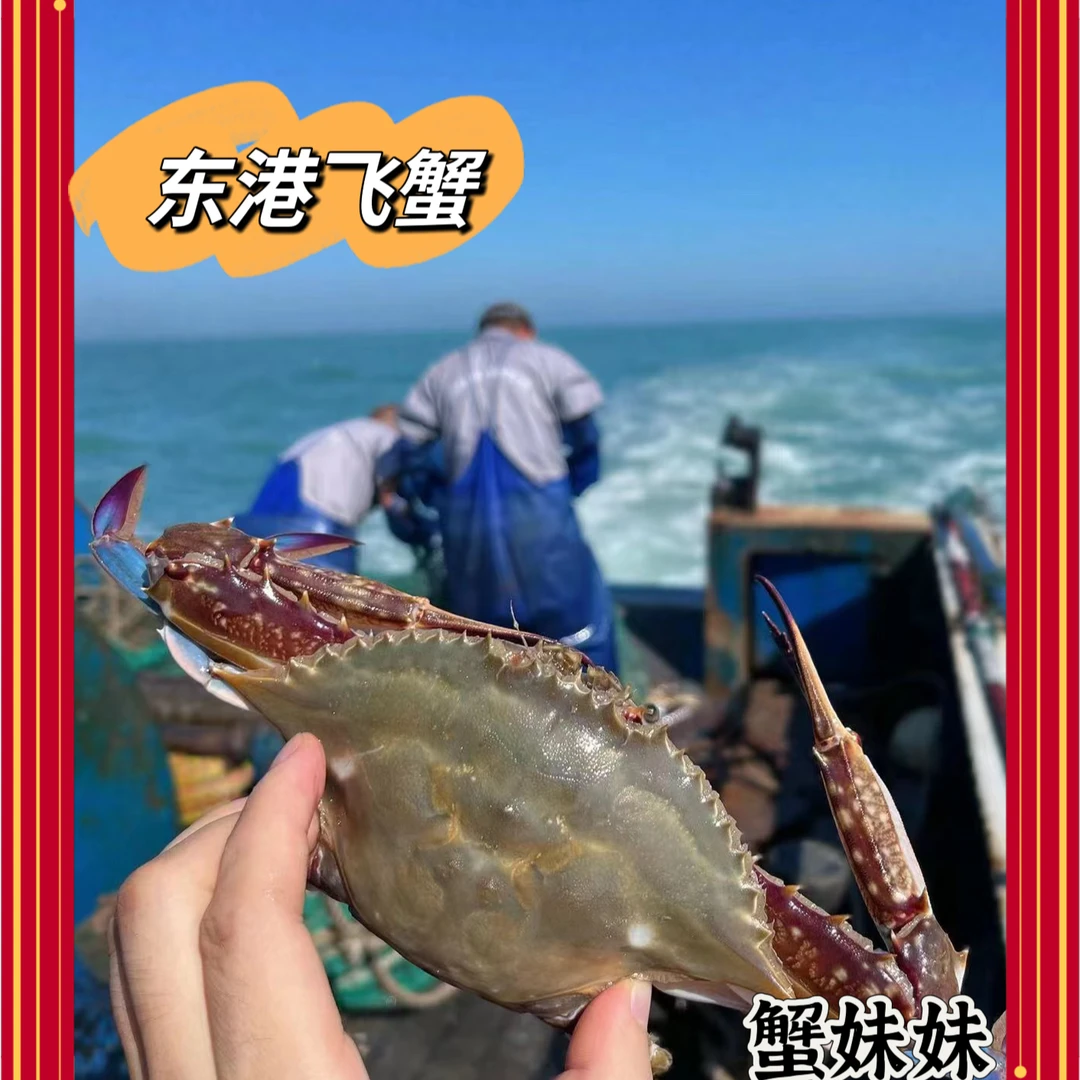 东港飞蟹3斤/大母飞蟹/单只4两以上【保鲜不保活】