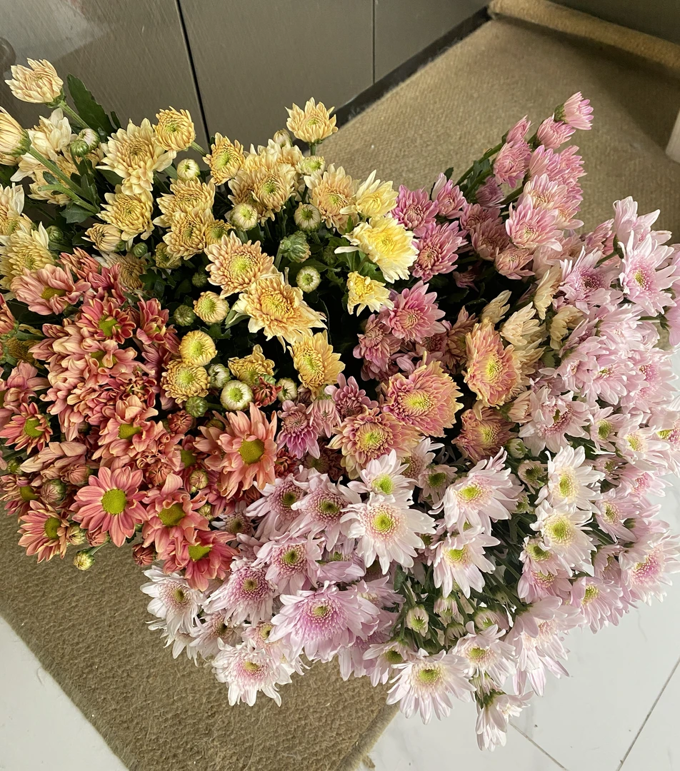 ［老毕优选］草花小雏菊顺丰冷链包邮