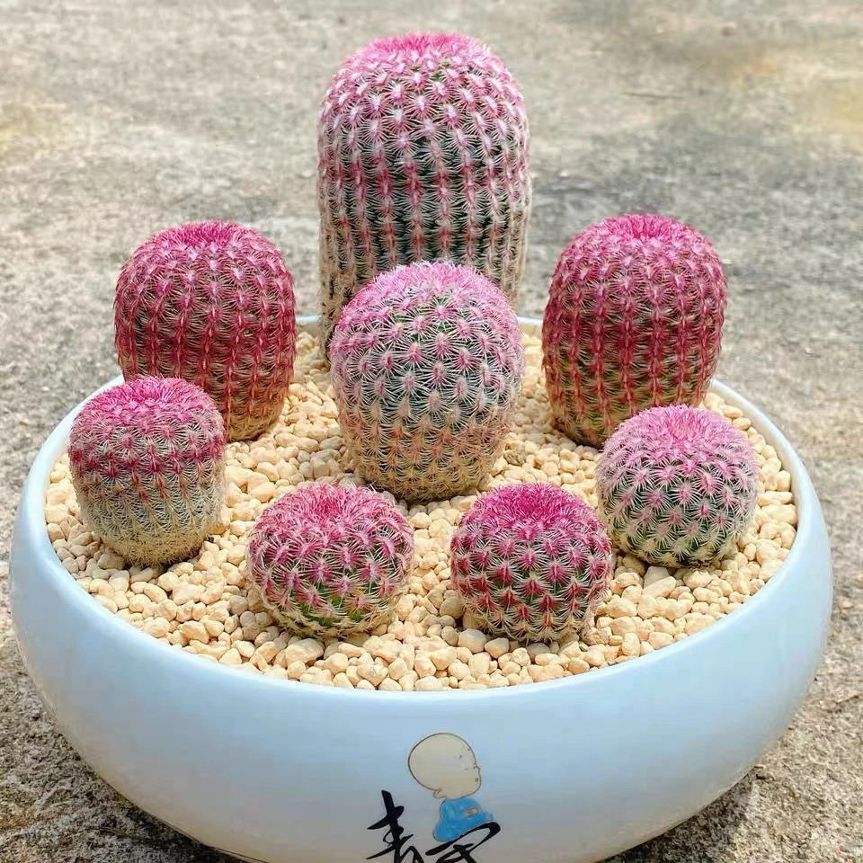 仙人球 一物一拍下单包邮偏远6省除外