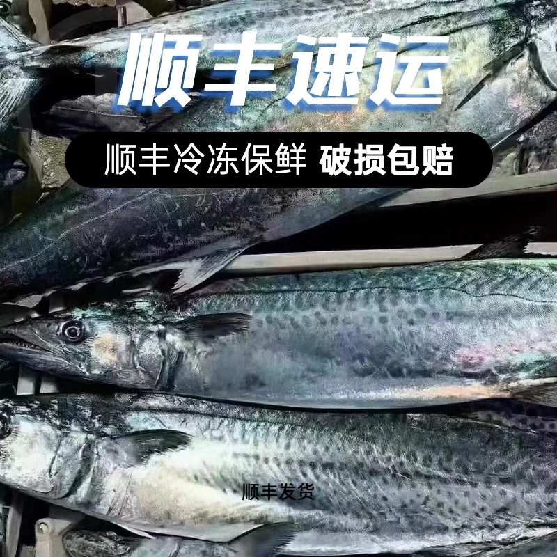 野生海洋鲅鱼深海捕捞小刺鲜美 5斤6条左右 每条400克-500克红烧