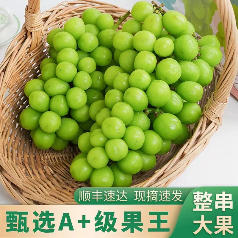 阳光玫瑰葡萄晴王新鲜无籽葡萄青香新鲜当季整箱包邮净果爆汁多汁
