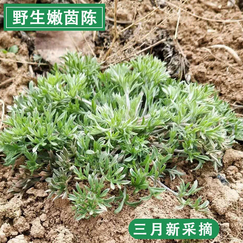 现挖鲜茵陈干茵陈伏牛山野生正月二月白蒿河南春季野菜2024年新