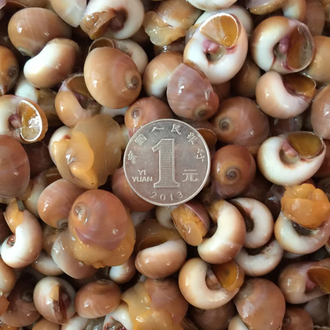 野生香螺 红香螺 海捕 鲜活发货 冷链包邮送货上门