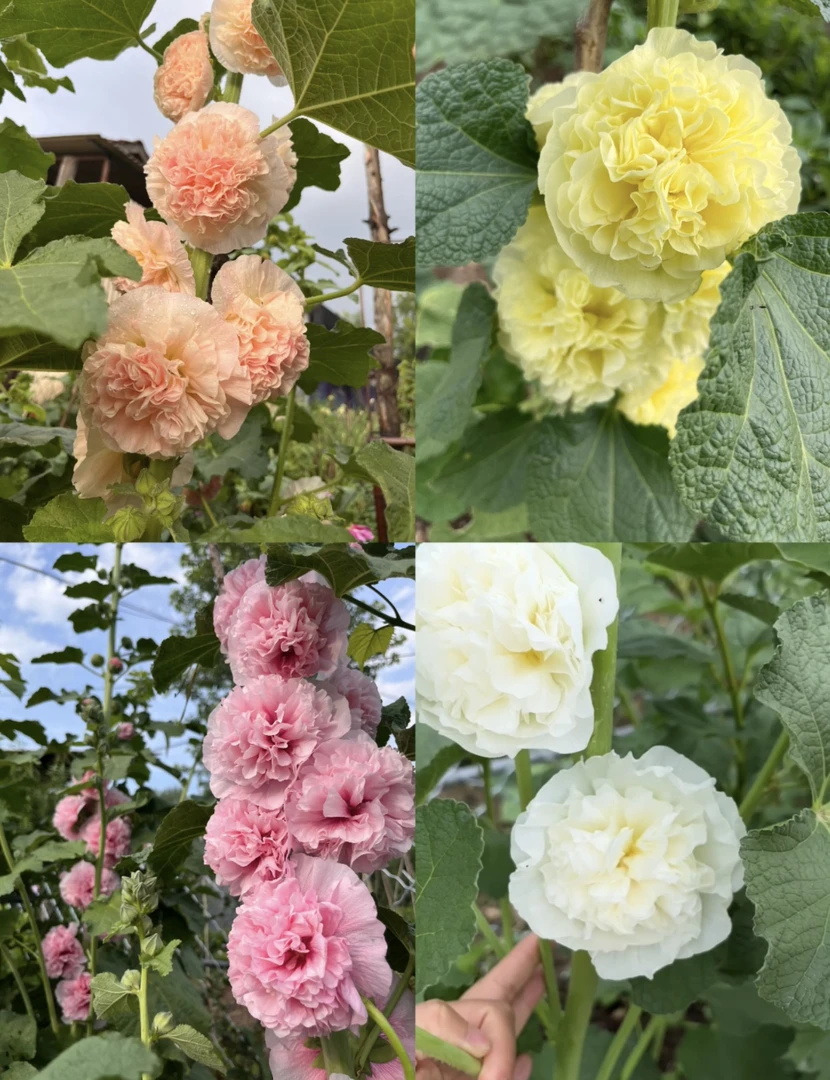 网红重瓣蜀葵混色种子30粒装