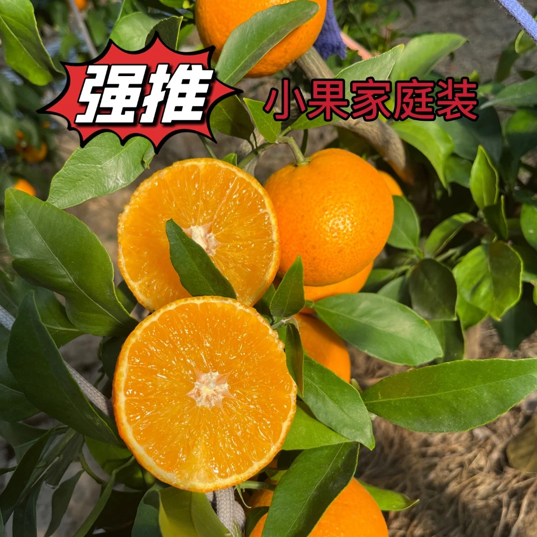 【田梯农业美人象】红美人  家庭装小果  原产地象山直发5斤