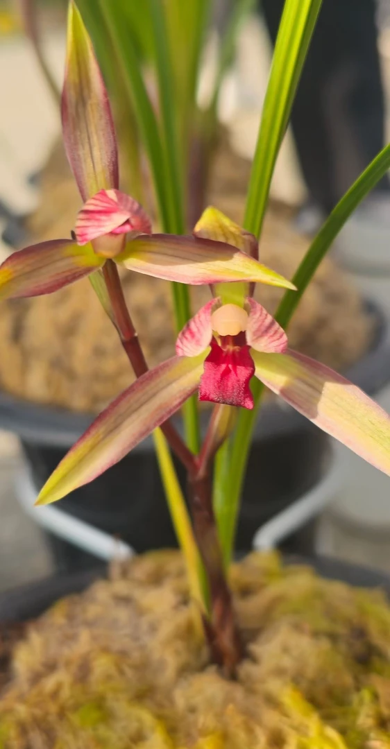 莲瓣兰花自产自销兰花花卉绿植室内花卉盆景花草盆景盆栽