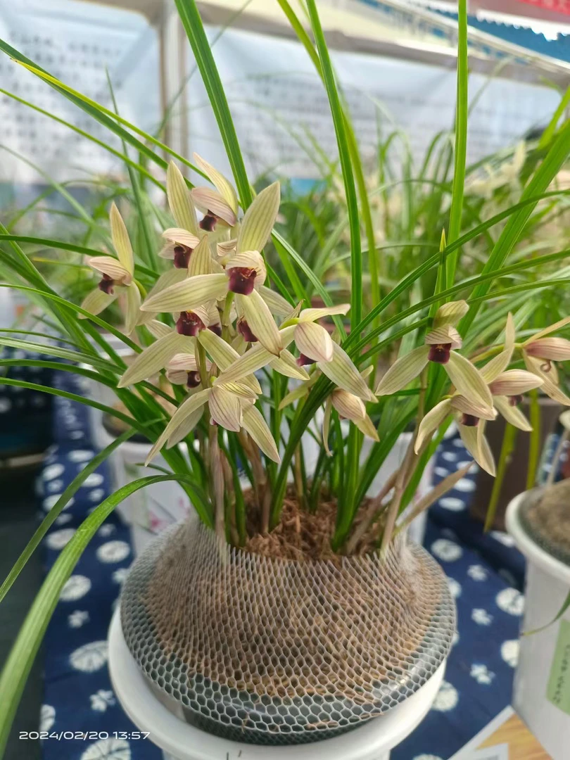 莲瓣兰花自产自销兰花花卉绿植室内花卉盆景花草盆景盆栽