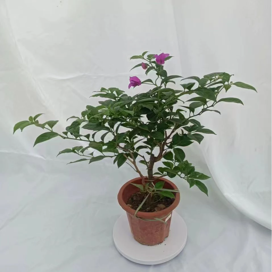 云南紫三角梅盆栽基地自销阳台小院楼顶勤花四季开花好养高能感