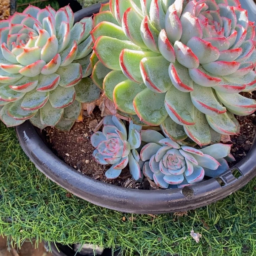 【闪购商品】无****多肉植物