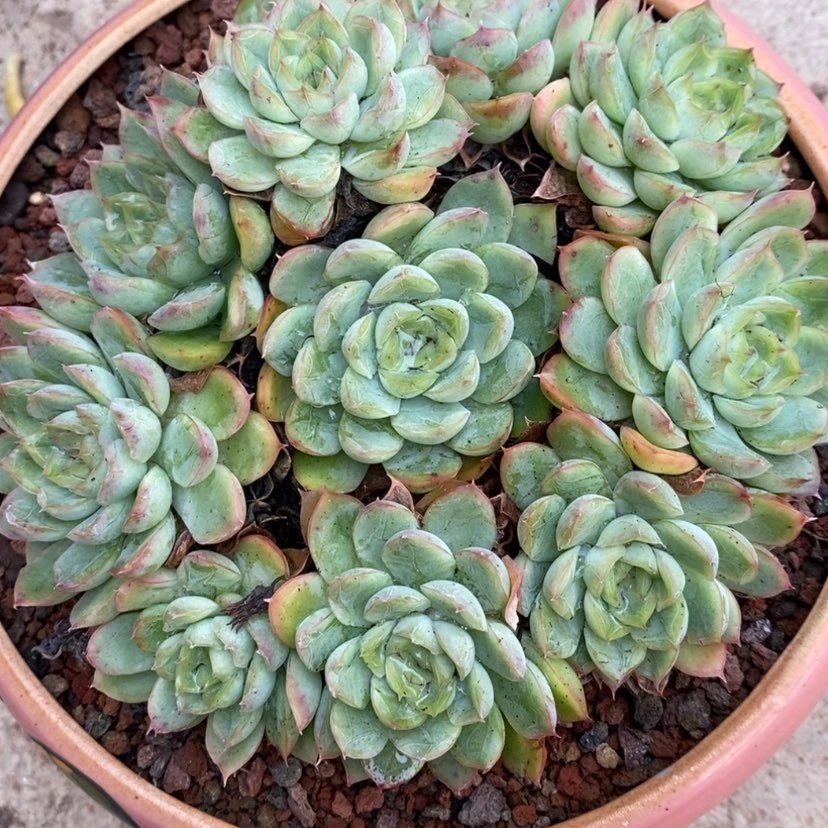 【闪购商品】轻****）多肉植物