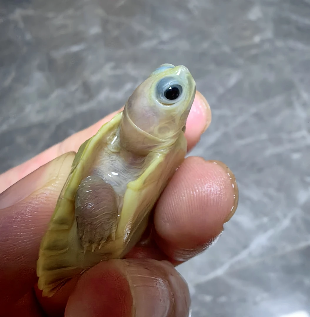 直播间专用链接，变异巴西龟