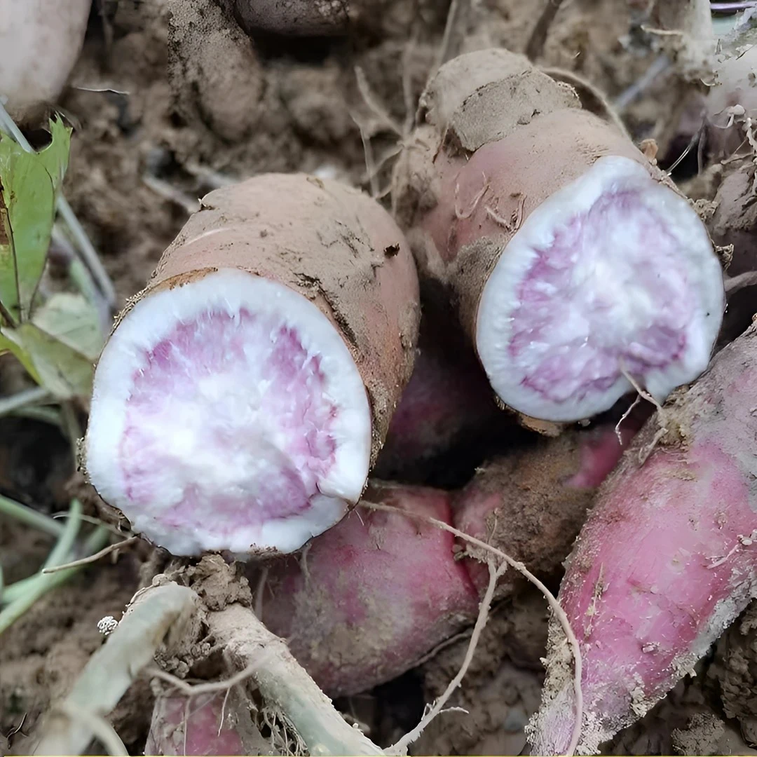 贵州从江高山农家自种沙地花心冰淇淋番薯紫心板栗蜜薯地瓜粉紫薯