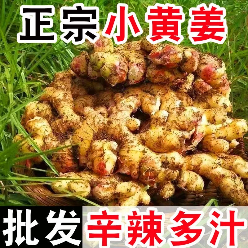 【嘉昊】【嘉昊】【嘉昊】现挖现发生姜批发云南小黄姜新鲜嫩姜老姜月子