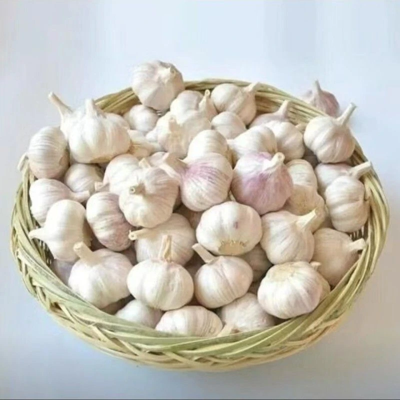 【嘉昊】正宗山东金乡大蒜紫白皮大蒜干蒜大蒜头批发农家自种新蒜