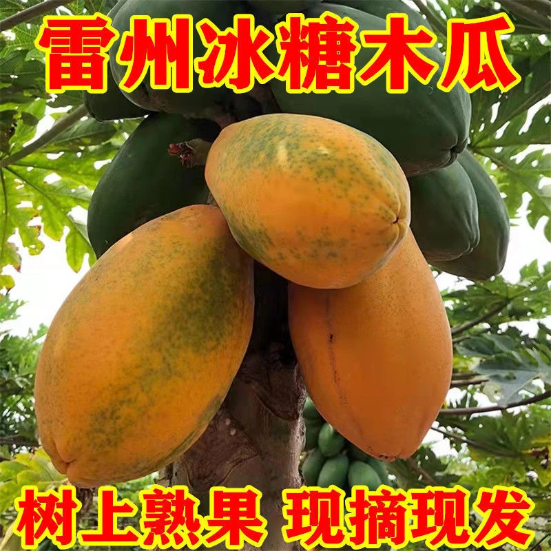 【嘉昊】木瓜收到即食雷州冰糖树上熟自家果园直发新鲜水果红心厂