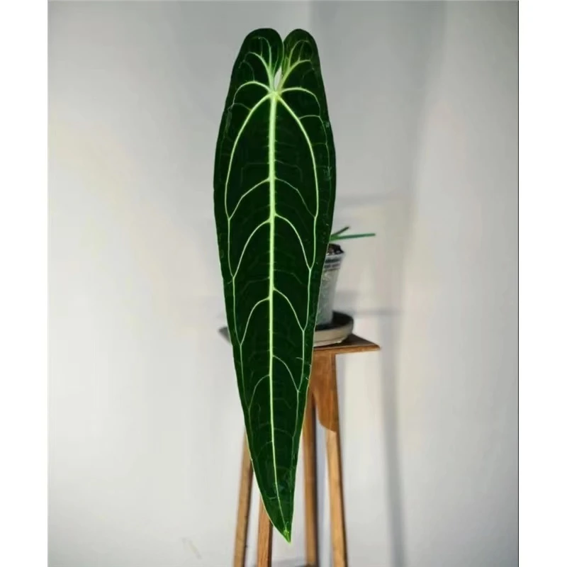 南美黑窄火鹤后花烛 Anthurium warocqueanum雨林植大观叶绿植盆