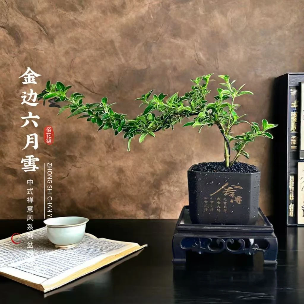 造型金边六月雪悬崖植物盆栽花卉室内办公室好养桌面禅意绿植盆景