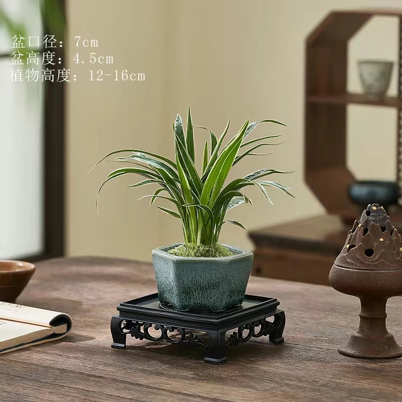 金边吊兰花卉盆景室内绿植盆栽迷你植物桌面好养茶桌摆件养护生长
