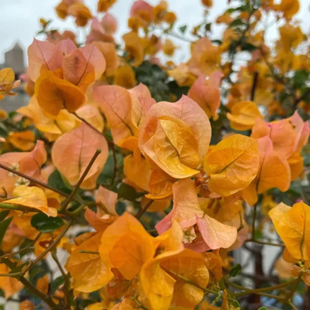 【加州黄金】三角梅盆栽带花原盆原土（掉花掉叶正常介意慎拍）