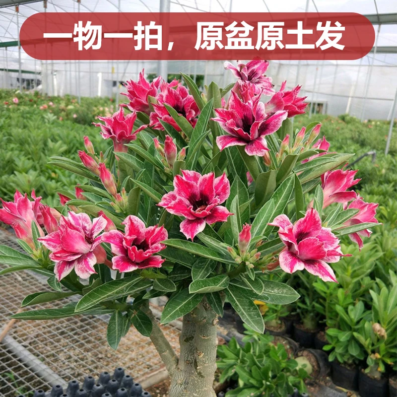 3沙漠玫瑰盆栽一物一拍绿植四季花卉耐热易养活开花不断