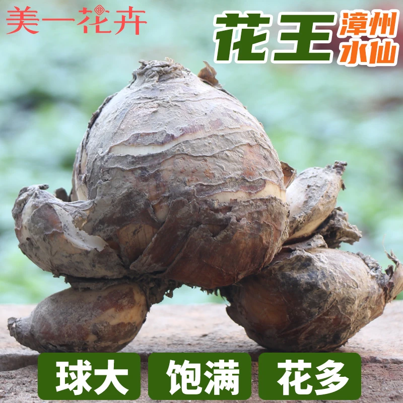 【花王】水仙花种球水仙种子冬季室内水养花卉盆栽漳州水仙花球大球