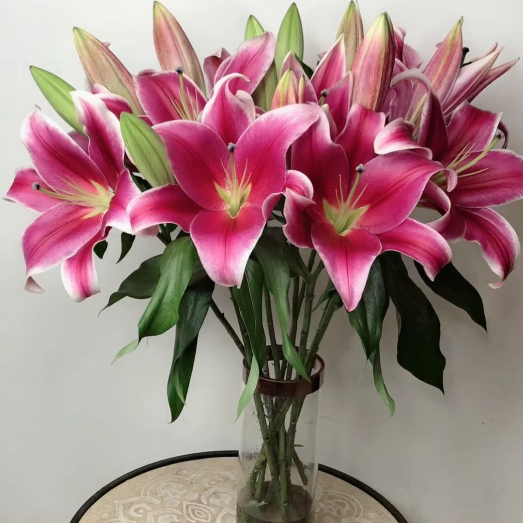红福单瓣香水百合花【中国红】（地区颜色香味有差异介意慎拍）