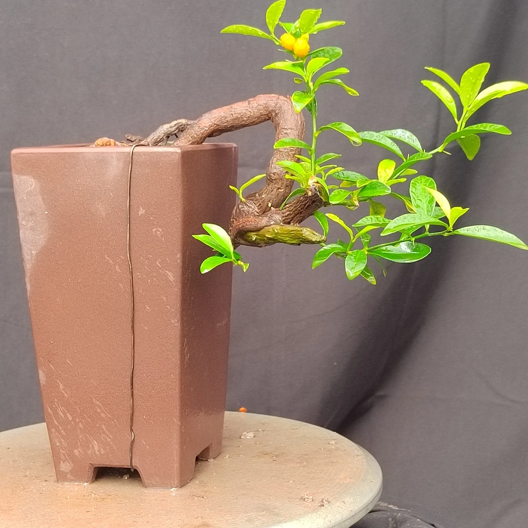 豆豆盆景盆栽绿植直播一物一拍