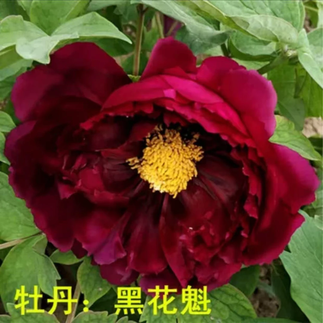 大牡丹黑红色品种直播间专属链接【15个分叉以上】